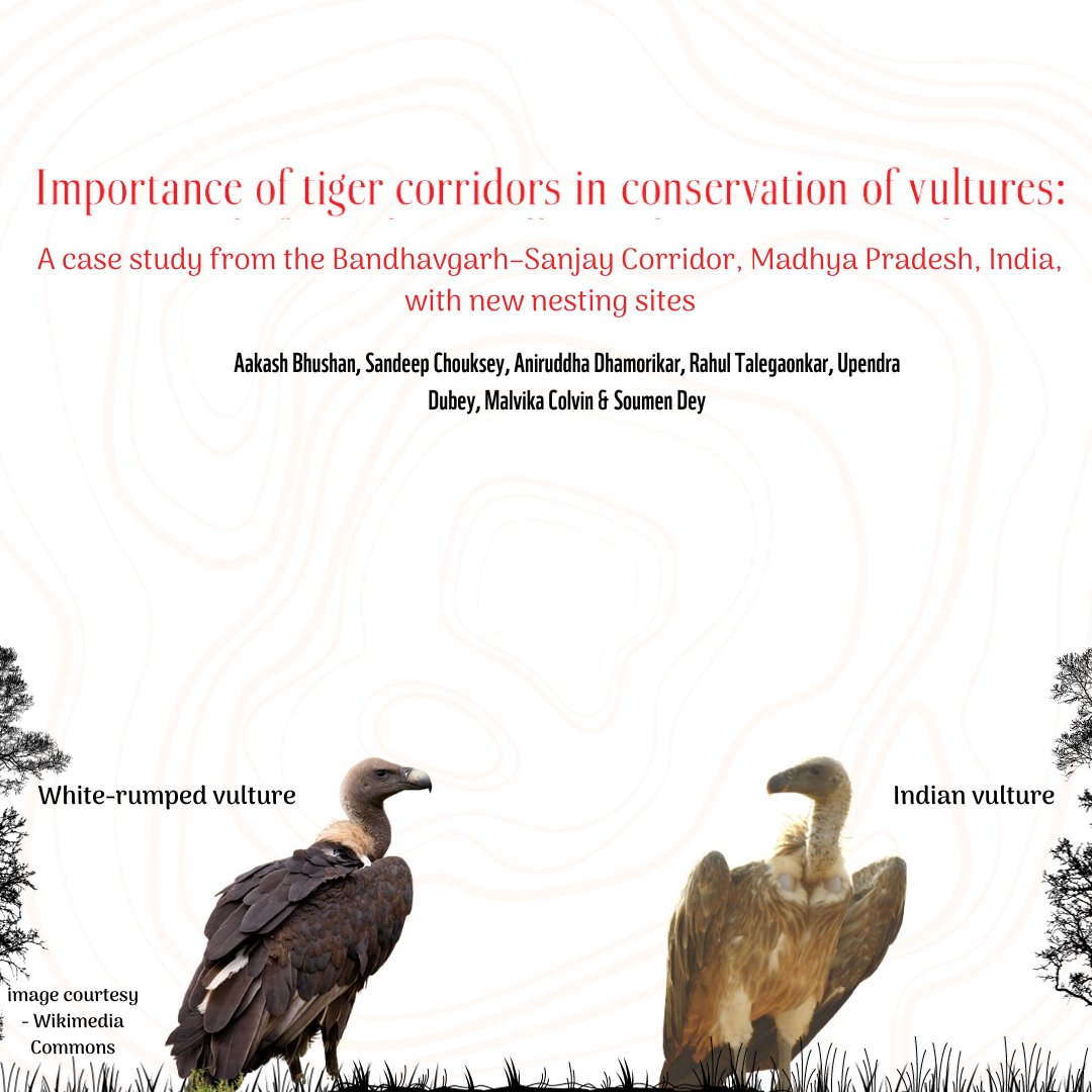 cocoforwild's tweet photo. The corridor connecting the #Bandhavgarh Tiger Reserve, Sanjay #TigerReserve and the Guru Ghasidas #NationalPark is home to numerous White-rumped vulture and Indian vulture nesting sites. https://t.co/mJsU5u2q1i