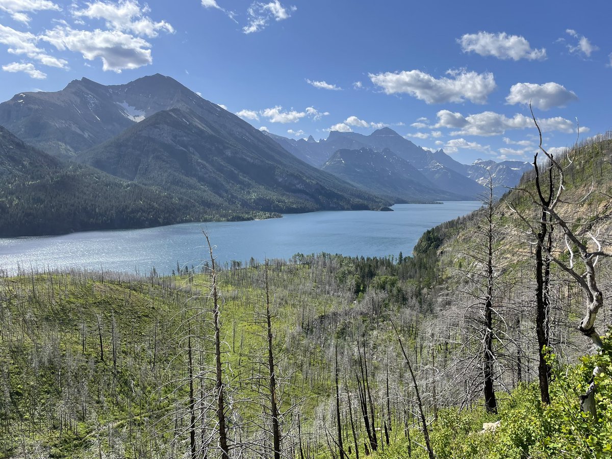 NorthernNiches's tweet photo. I’m recruiting a postdoc to work on population genomics in salamanders. If you have experience analyzing RAD-seq data and want to understand range dynamics and impacts of climate change on populations, join us! Ad here: https://t.co/M2F8fFrYmw https://t.co/PL1m69qCxa