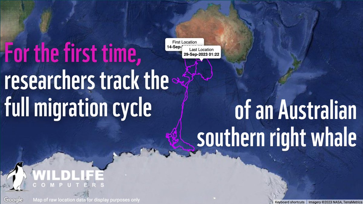 With the help of satellite tags 🛰️ researchers were able to follow the complete migration cycle of an Australian southern right #whale 🐳 for the first time! The migration route stretched over 6,000 km, from Western Australia to #Antarctica and back. #ProtectingBlueCorridors