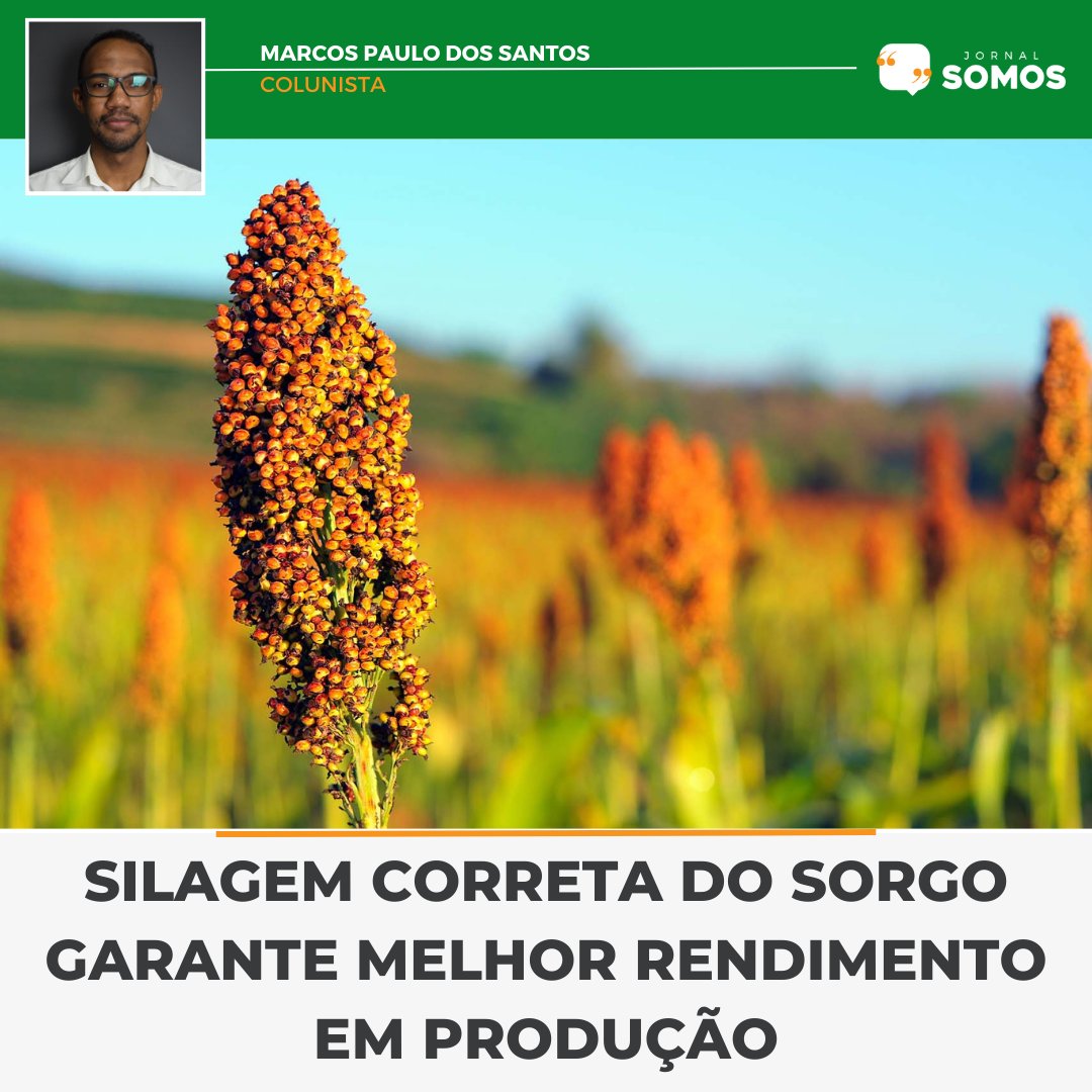 JornalSomos's tweet photo. https://t.co/RmL3xMacn0

#AgriculturaBrasileira #Sorgo #NutriçãoAnimal #sorgo #silagem #nutriente #agro #produção #suplementos #jornalsomos #agricultura https://t.co/IQLoDmDx1K