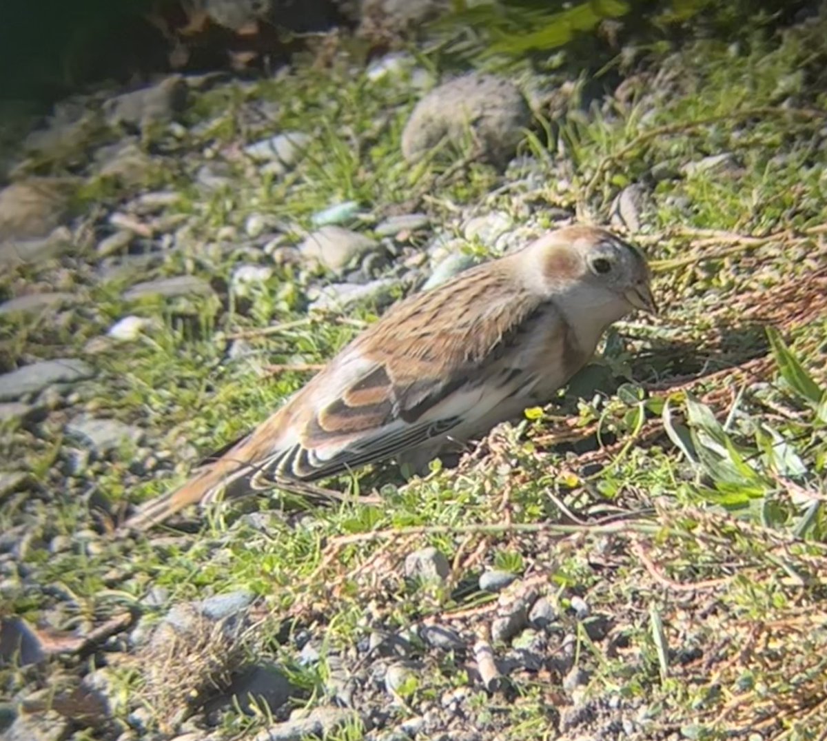 Ed Pullen- Bird Banter tweet media