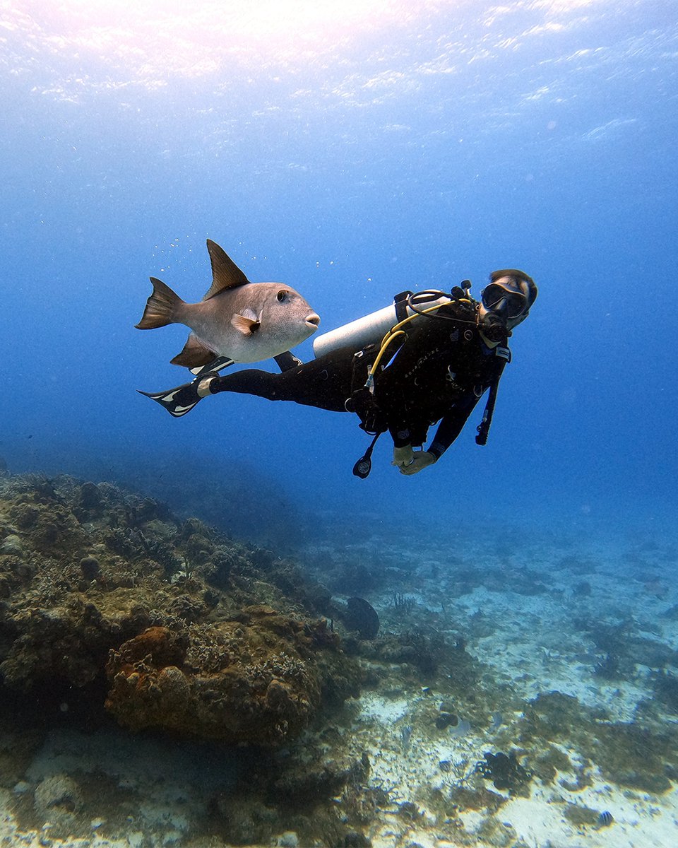 SDI Divers tweet media