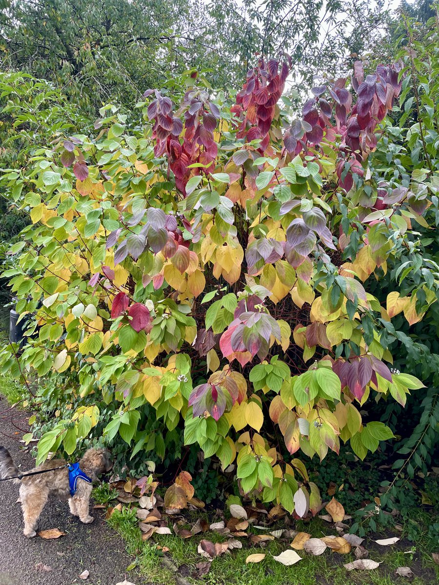 lovebeingagran's tweet photo. Challenge day 30 -Autumnal penultimate day walking for ⁦@PancreaticCanUK⁩ https://t.co/hjt7MED8We
