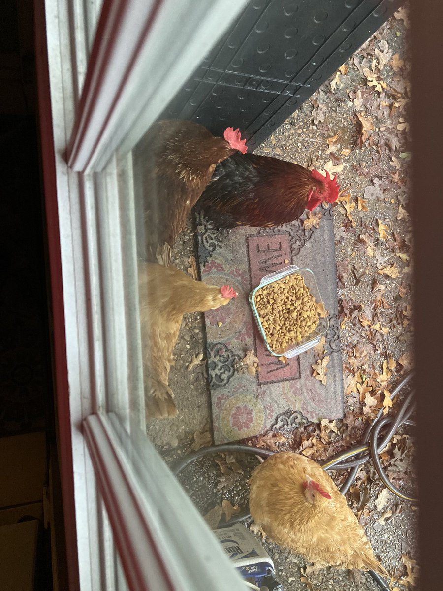 GladysQKravitz1's tweet image. Y’all wanna see a wet hen?  My grandmother always said they were mad.  They definitely want in where it is warm. 🤗 #ChickenTender I’m a first timer.