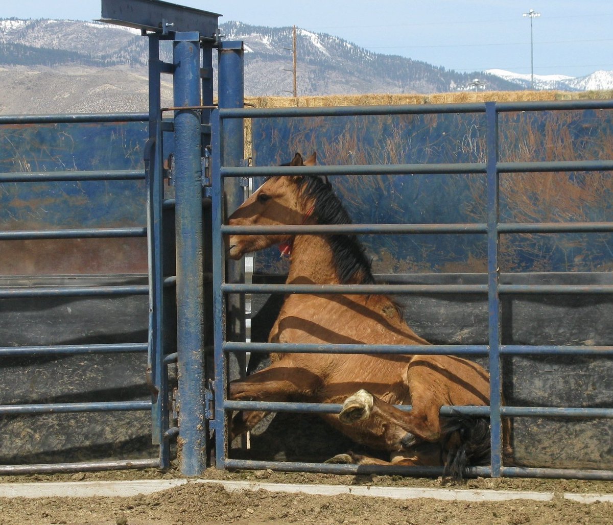 annabanana600's tweet photo. @NatlParkService Mondays be like, for Americas 🇺🇲 wild horses.. 
Removed tortured and killed on public land. Thousand sent to slaughter in #MEXICO for food. #TheodoreRoseveltNationalpark #stoptheroundups #passthesafeact #bornonUSland https://t.co/JkDGaSKP64