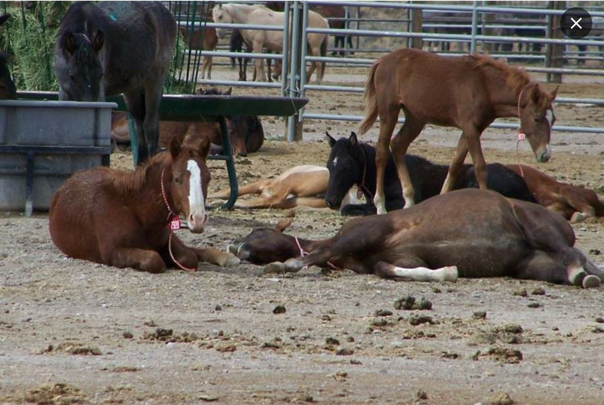annabanana600's tweet photo. @NatlParkService Mondays be like, for Americas 🇺🇲 wild horses.. 
Removed tortured and killed on public land. Thousand sent to slaughter in #MEXICO for food. #TheodoreRoseveltNationalpark #stoptheroundups #passthesafeact #bornonUSland https://t.co/JkDGaSKP64