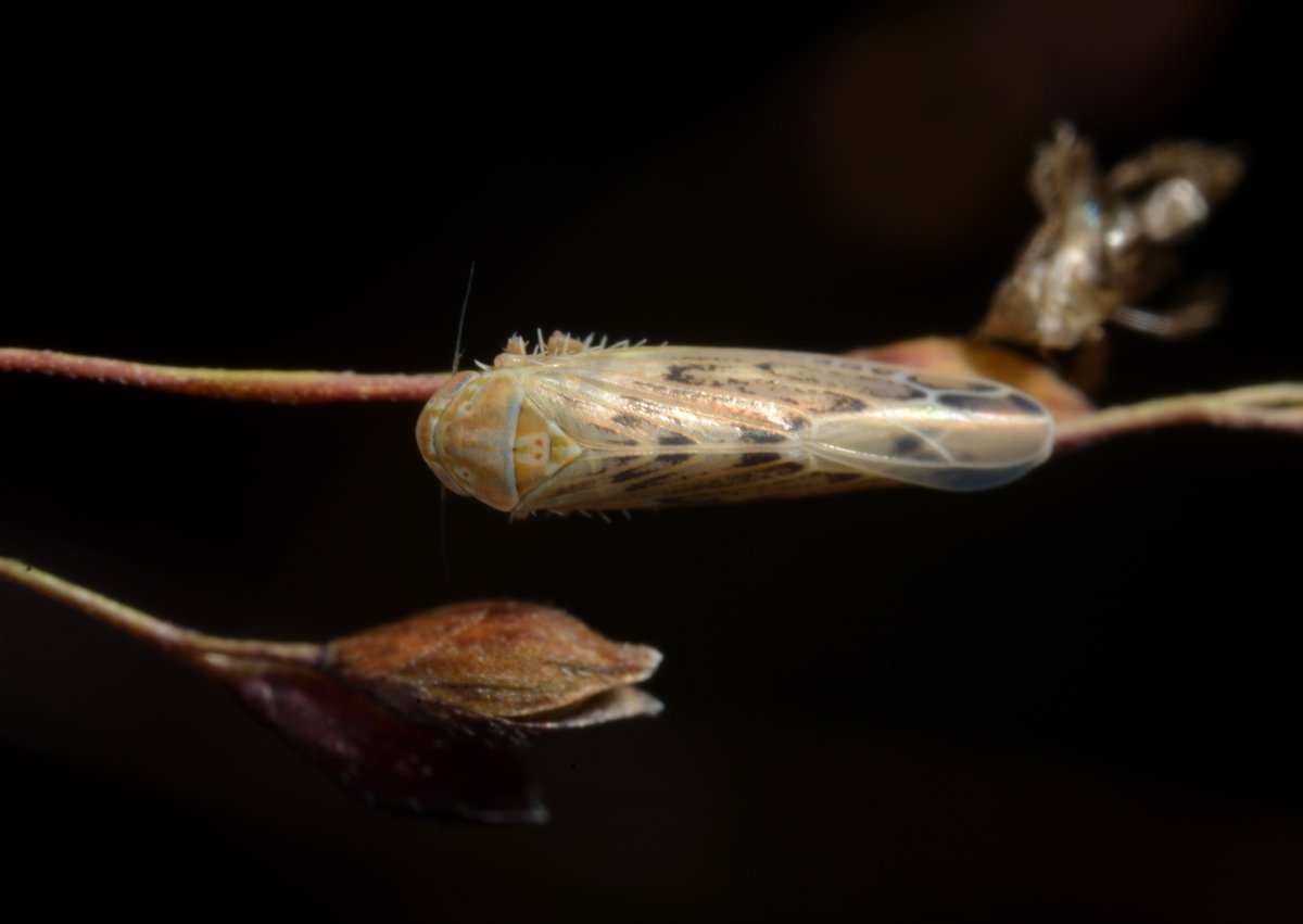 sabikikori5's tweet photo. イネ科雑草で今よく見られる #アカカスリヨコバイ。
#Balclutha rubrinervis #Cicadellidae #Hemiptera https://t.co/XeDLCs8z4C
