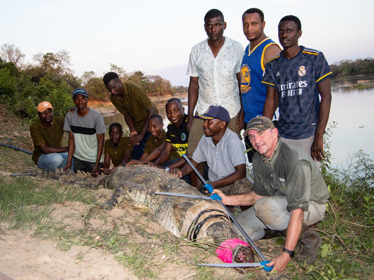 There are many different ways one would need a caliper. Here are pictures that supports that statement. Fun fact: Head length is the most accurate morphometric measurement one can take on a crocodile. #caliper #crocodile #measurement #Africa