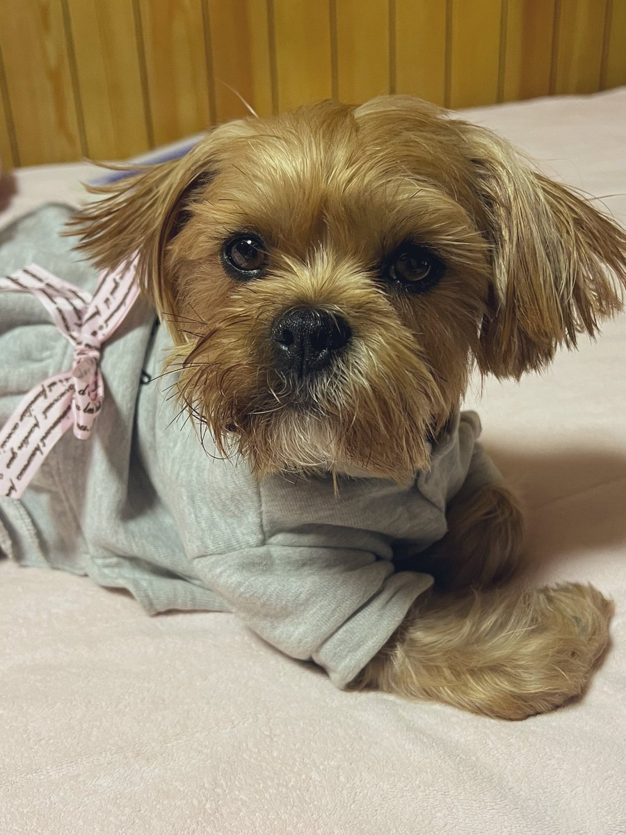 rinrinrickey's tweet photo. 気持ちよく寝てたのに��こされたぼく💤
ねぼけまなこ😪😴

#japan 
#日本 
#ヨークシャテリア
#シーズー
#mix犬
#ミックス犬
#犬のいる暮らし
#犬のいる幸せ 
#犬のいる生活
#犬好きさんと繋がりたい
#チューバッカ https://t.co/HXvGHzbRWu