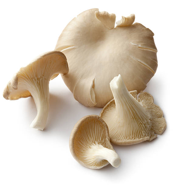 Azmatali4456's tweet photo. Are you looking for top-quality, locally grown mushrooms?  GoodLife Enterprises, your trusted source for premium mushrooms, is now offering our delicious and nutritious produce to buyers and enthusiasts.
 Fresh, organic, and sustainably grown We cater to various sectors: https://t.co/MoXSv46Aof