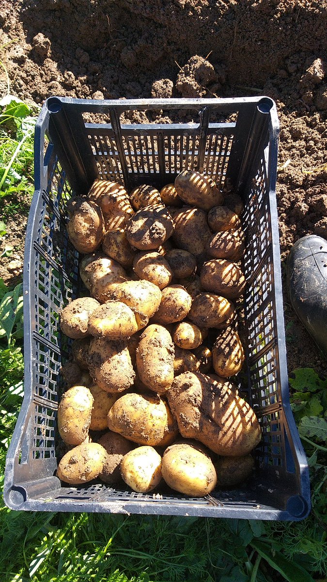En la cocina, la patata se fragua,
con el ajo, su aroma se despliega.
Juntos en la sartén, su sabor se amalgama,
un deleite culinario que al paladar entrega. (4 versos  gongorianos hechos con IA, que no nos da para todo)