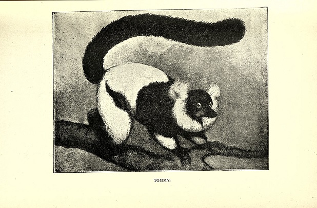 ZooLibrariANN's tweet photo. Born #OTD in 1830 Eliza Brightwen née Elder, 1830-1906, Scottish born #NaturalHistory #author. A #ZSLFellow she wrote about the animals visiting her #garden at The Grove, Stanmore. She presented lemurs to @ZSLLondonZoo
Illustration by Theo. Carreras. #GardenWildlife https://t.co/Pjsv0Qkh7R