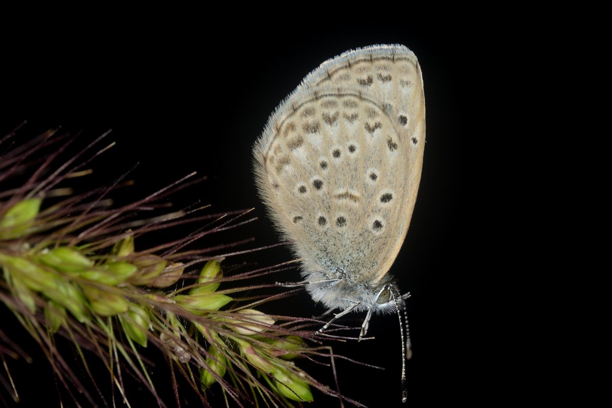#ヤマトシジミ の夜。
#Zizeeria maha #Lycaenidae #Lepidoptera