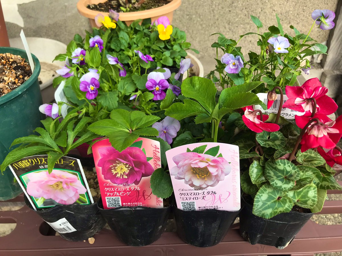 コメリとみのりで購入。クリスマスローズの八重桃色系、アップルピンク
