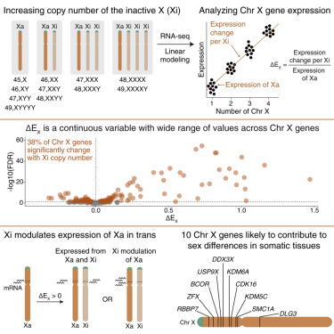 Cell Press (@cellpressnews) on Twitter photo The human inactive X chromosome modulates expression of the active X chromosome
Freely available top-read <a href="/CellGenomics/">Cell Genomics</a> paper
<a href="/AKSanRoman/">Adrianna San Roman</a> <a href="/WhiteheadInst/">Whitehead Institute</a>
hubs.li/Q024Lnp90 The human inactive X chromosome modulates expression of the active X chromosome
Freely available top-read <a href="/CellGenomics/">Cell Genomics</a> paper
<a href="/AKSanRoman/">Adrianna San Roman</a> <a href="/WhiteheadInst/">Whitehead Institute</a>
hubs.li/Q024Lnp90