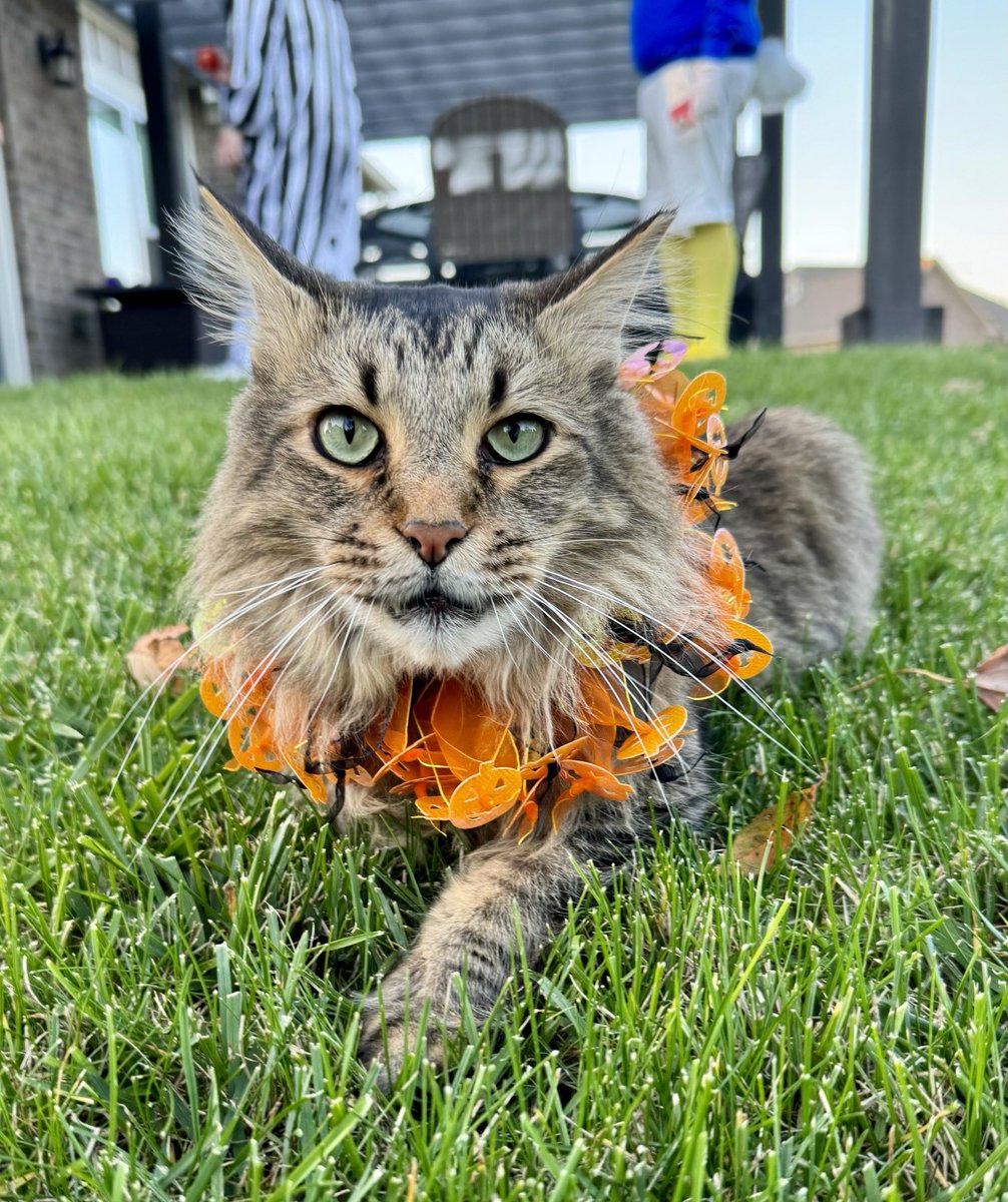 Got an outdoor kitty? 🐱 - Ensure full vaccinations to prevent infections. - Provide year-round heartworm, flea, & tick prevention. - Microchip & consider a break-away collar. Stay safe & protected! #vetmed @lifeatpurdue @avmavets @vettechs @aahahealthypet