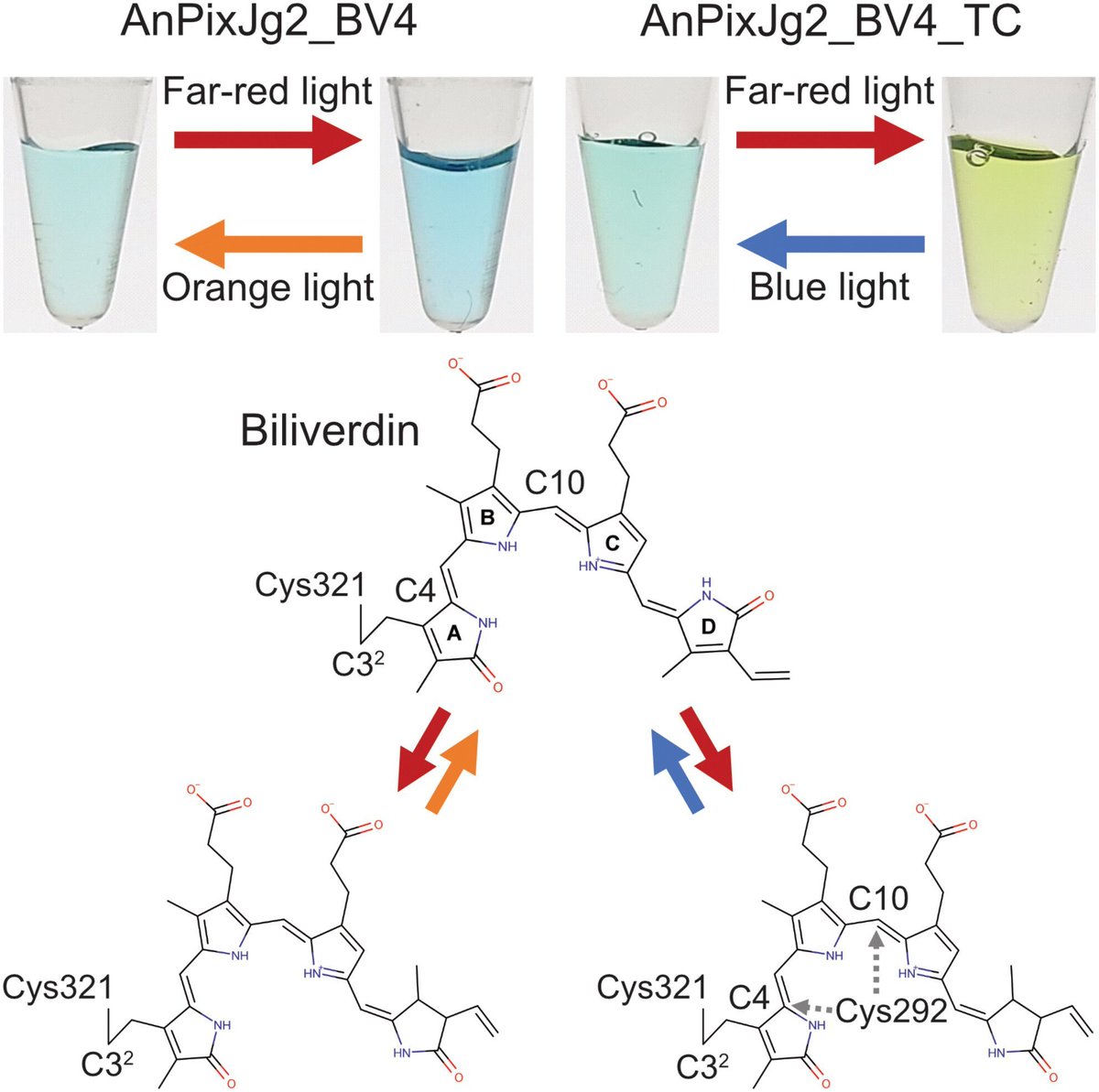 FEBSJournal's tweet photo. ✳️Original Article✳️
❇️Introduction of reversible cysteine ligation ability to the biliverdin-binding cyanobacteriochrome photoreceptor❇️
🖋️By Suzuki, Narikawa et al @TMU_PR @UTokyo_News_en @KobeU_Global
➡️https://t.co/AtEBAEE81p
#cyanobacteria #optogenetics #photoconversion https://t.co/0hu7xtWvMT
