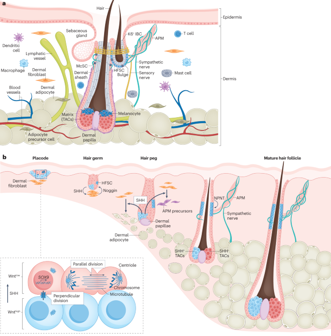 NatRevMCB's tweet photo. Now Online Local and systemic mechanisms that control the hair follicle stem cell niche https://t.co/kTJuAEJsbT https://t.co/lMkcek7Tg8