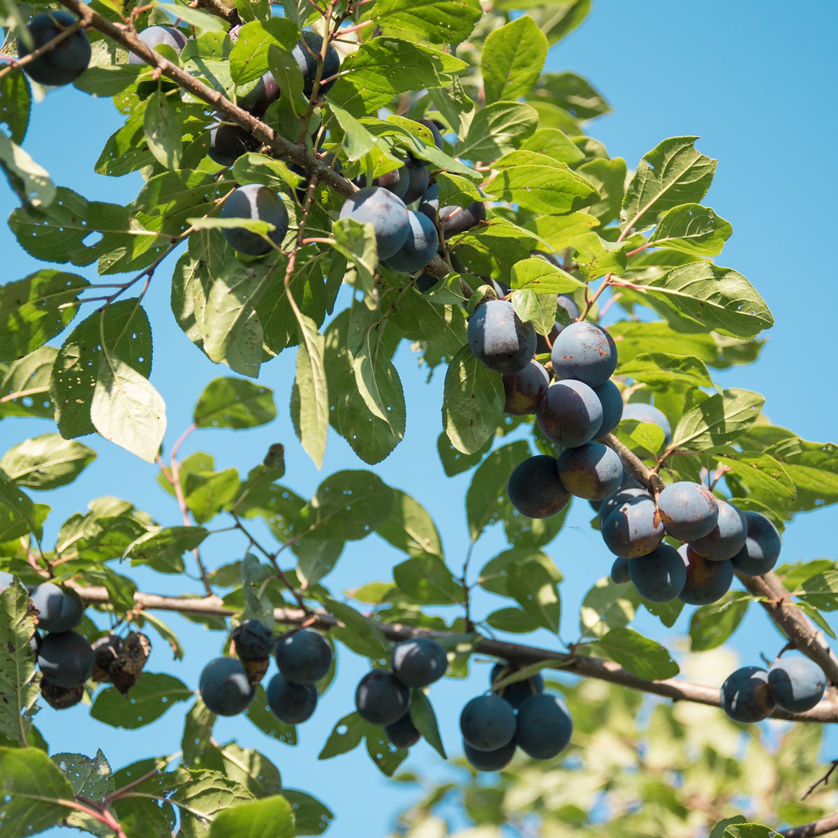 NMF Groningen tweet media