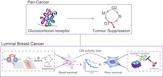 Online today! Luminal #BreastCancer identity is determined by loss of #GlucocorticoidReceptor activity By @Stefan_Prekovic @zwartlab & colleagues @NKI_nl @UMCU_CMM 🗞️#openaccess: doi.org/10.15252/emmm.…