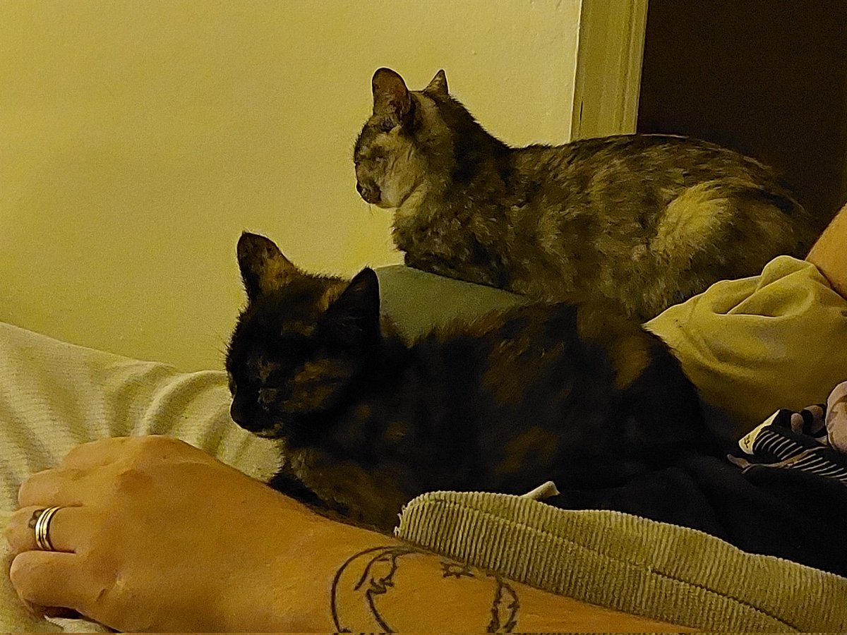 pabloleopard2's tweet image. La veterinaria me ha dicho que Moon puede que se sintiese sola. Así que he ido a la protectora y me han dado un tratamiento. 
Os presento a Bean (y a Moon de fondo😅)