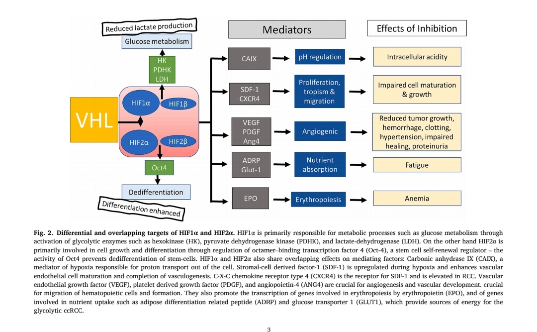 💫🌟🔬 Evolution of HIF Targeted Therapy in Clear Cell Renal Cell Carcinoma 🔬 🌟💫

🔹 Clear cell renal cell carcinoma (ccRCC) is a widespread kidney cancer type, affecting people of all ages.
🔹 Pathogenesis: Biallelic loss of VHL tumor suppressor gene leads to dysfunctional
