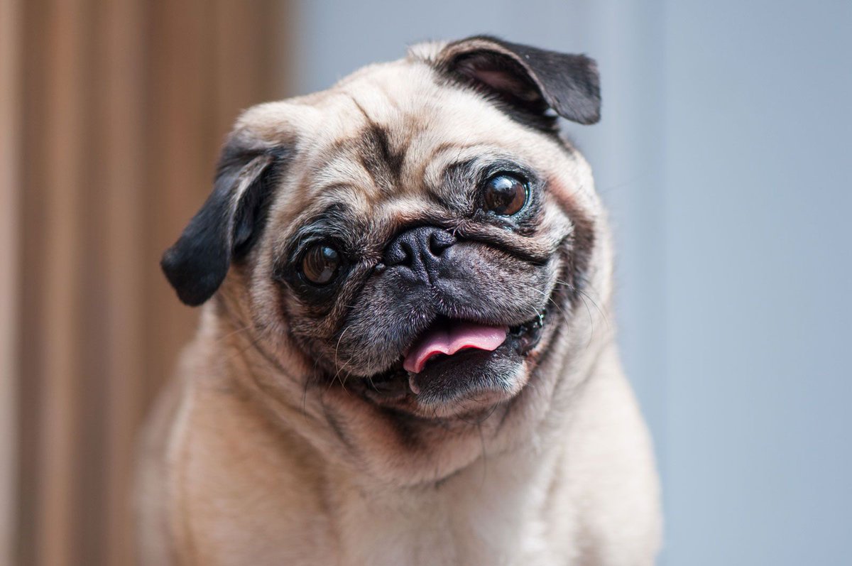 community_pug's tweet photo. Loving pugs 

#pug #puglife #puglove #puglover https://t.co/FmsHqg19Jq