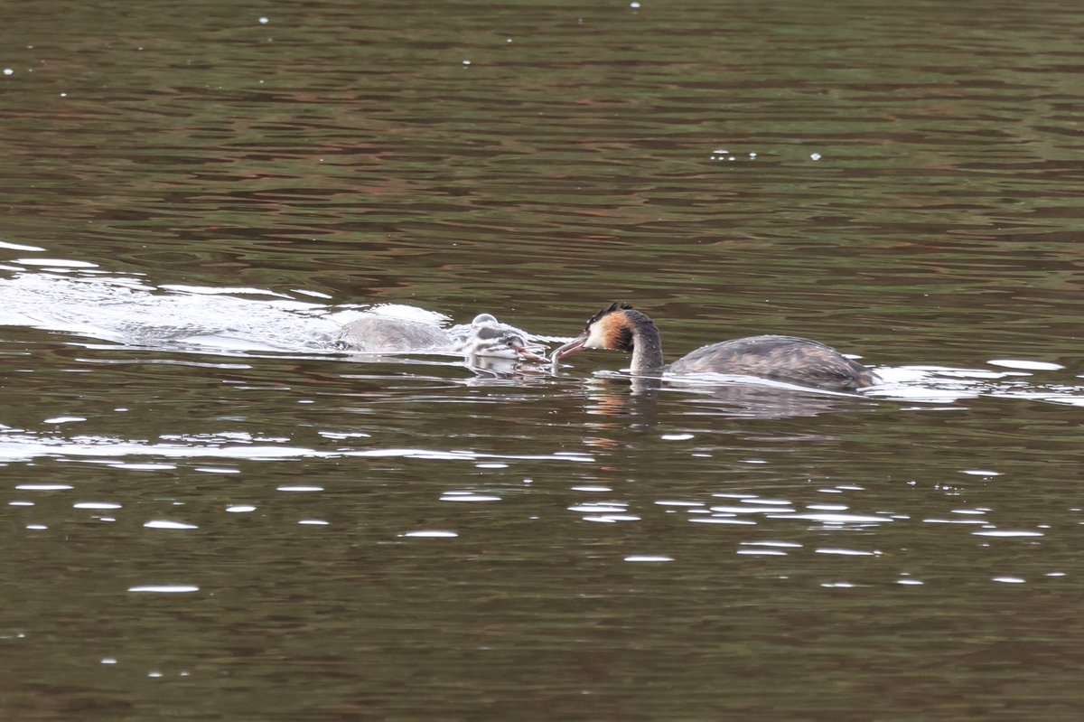 Also at #woolstoneyes a few redwing, good numbers of tit and finch flocks, some nice fungi and a great crested grebe still feeding 1 young on the weir basin