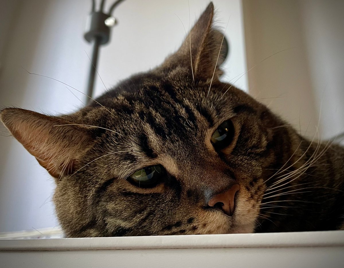 Kitty Nut House tweet media