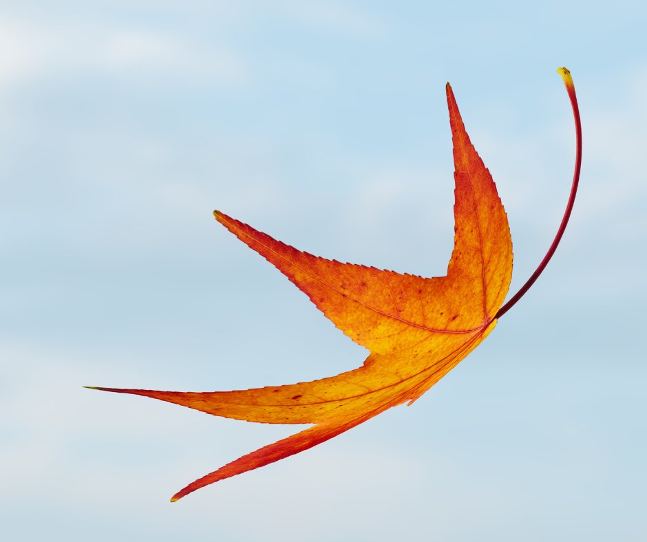 🌬️ Not a fan of the autumn wind? We are!

Did you know that Belgium was yesterday in the top three of countries that contribute to the European electricity network through wind energy generated both at sea and on land? ⚡

Want to know more? 🔗belgianoffshoreplatform.be