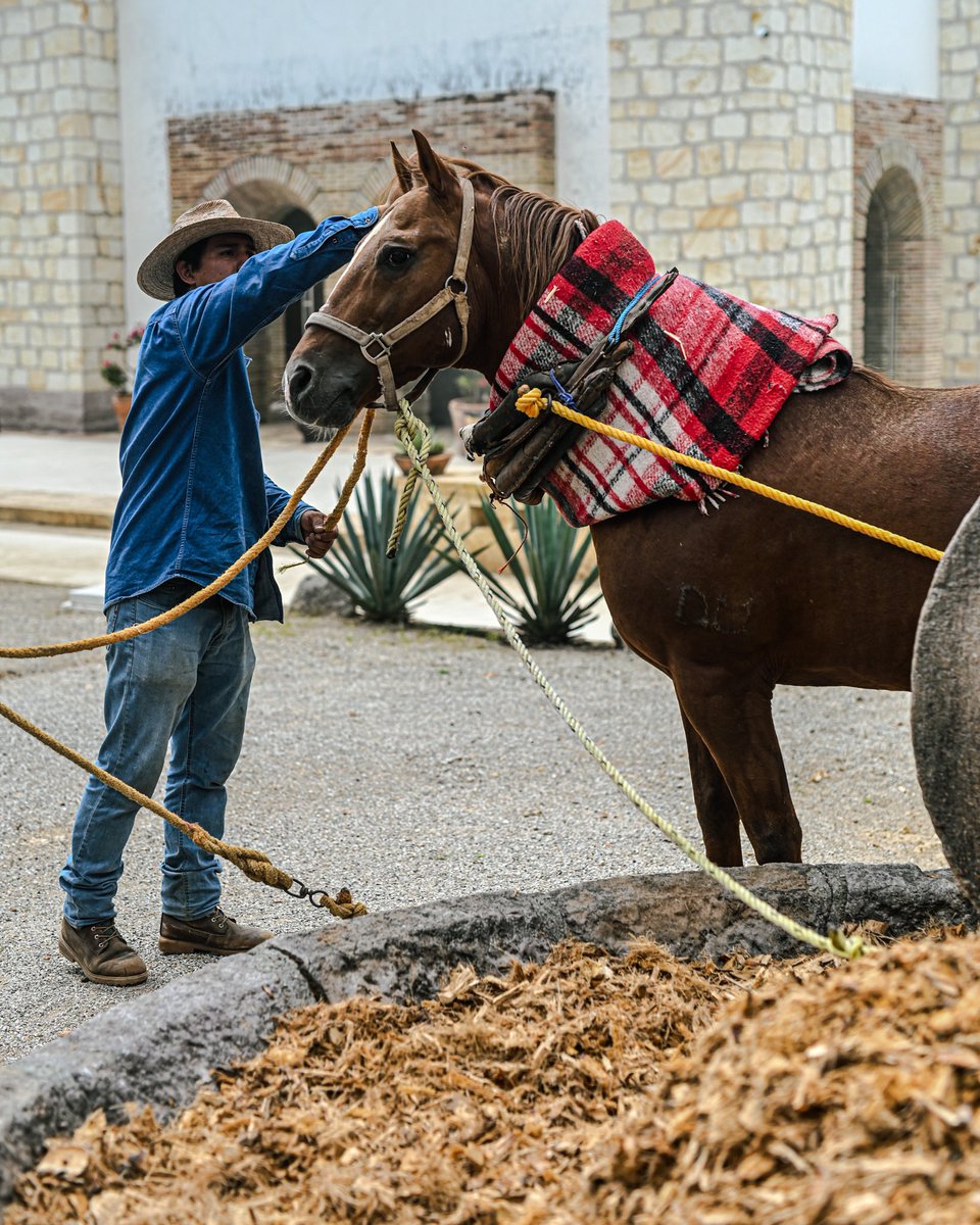 En el corazón de Oaxaca, entre las montañas y los agaves, se teje una historia de siglos: el proceso artesanal del mezcal. 🌵🥃 #MezcalArtesanal #OaxacaMágica #ElTiempoEsOro