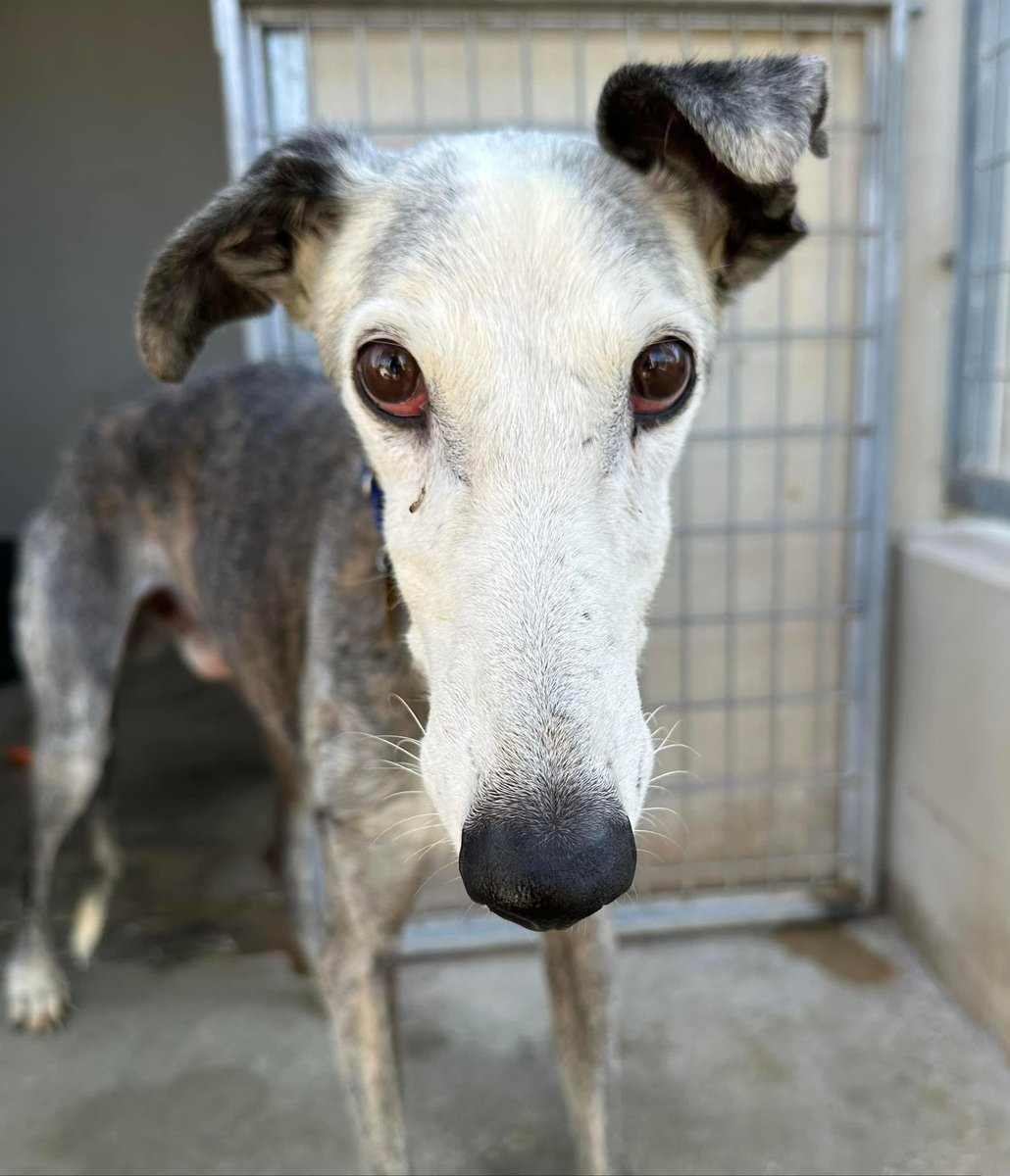 Pistolero ❤️ arrived from the perrera on the last transport. We’re still catching up with so many new ones. He’s an older boy at 10yrs old &amp; is just the sweetest. Come on guys, he can’t stay in the kennels at 10. Can we have a share &amp; get him out of here? He’s leish negative,