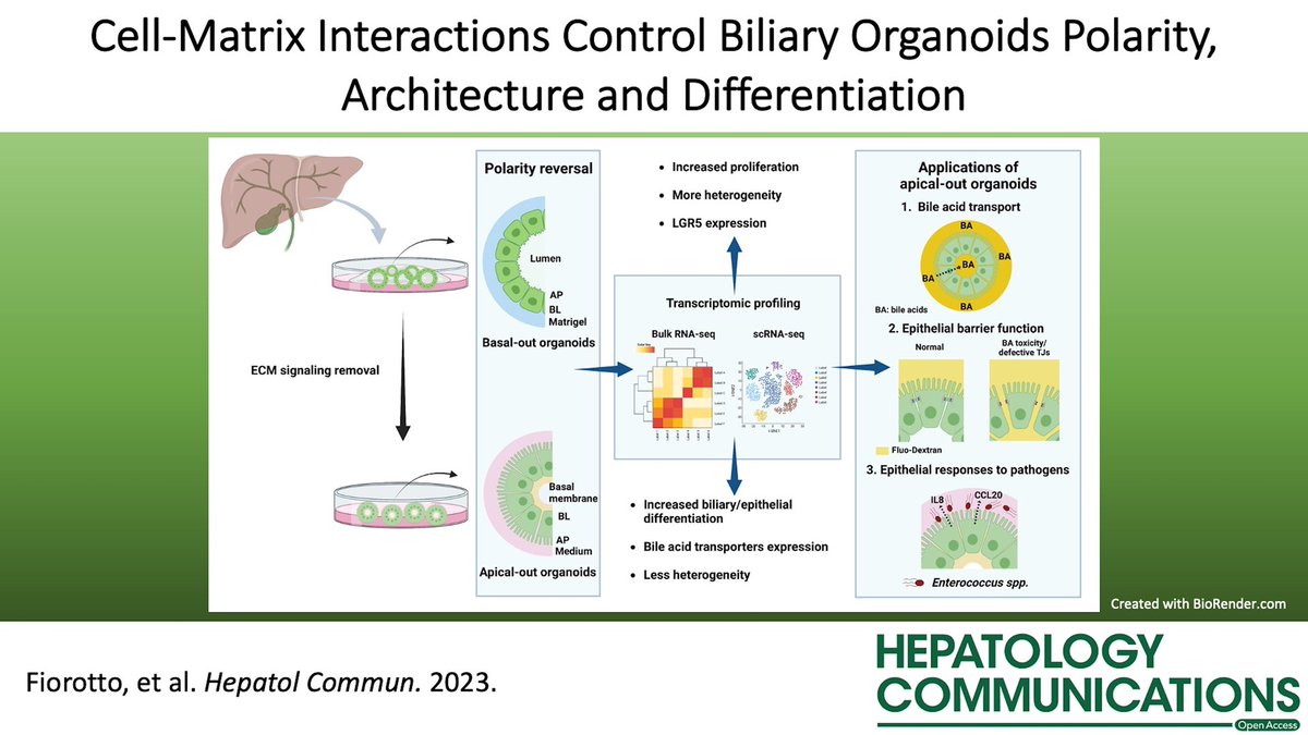 Hepatology Communications (@hepcommjournal) on Twitter photo 📑 Cell-matrix interactions control biliary organoid polarity, architecture, and differentiation‼️
#LiverTwitter #OpenAccess
journals.lww.com/hepcomm/fullte… 📑 Cell-matrix interactions control biliary organoid polarity, architecture, and differentiation‼️
#LiverTwitter #OpenAccess
journals.lww.com/hepcomm/fullte…