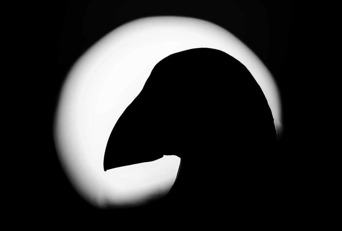 Puffin Silhouette against the setting sun.