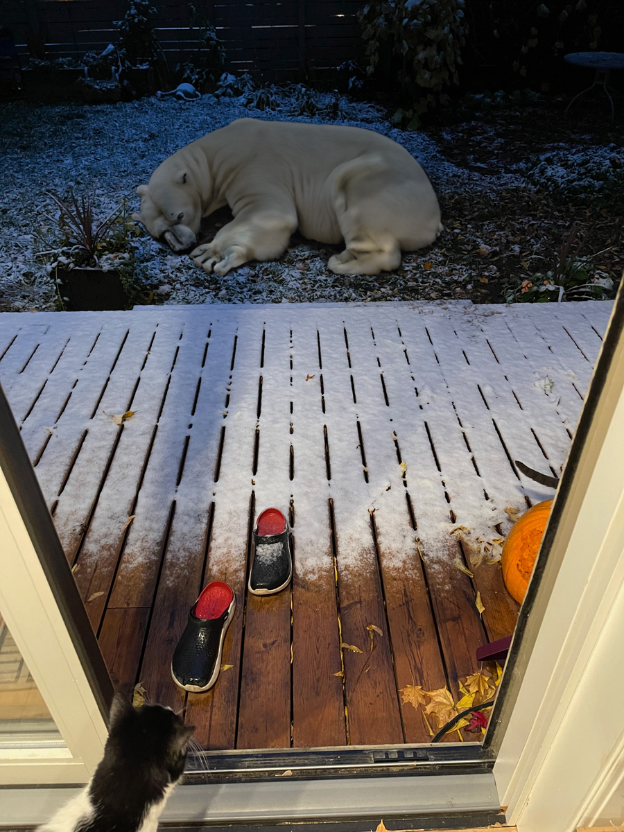 mrramsden's tweet photo. Backyard was looking a little grim this morning. https://t.co/Nvb3r9jeFG