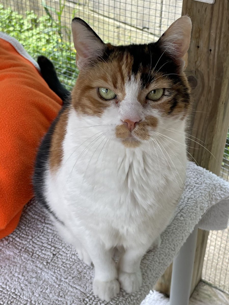 It’s #NationalCandyCornDay, so here’s sweet and sassy kitty girl Candy Corn up for adoption at Worcester County Humane Society (Berlin, MD)! She came to the shelter after her person passed away, and is *not* a fan of shelter life, so give her a home, or RT! (Link in next tweet).