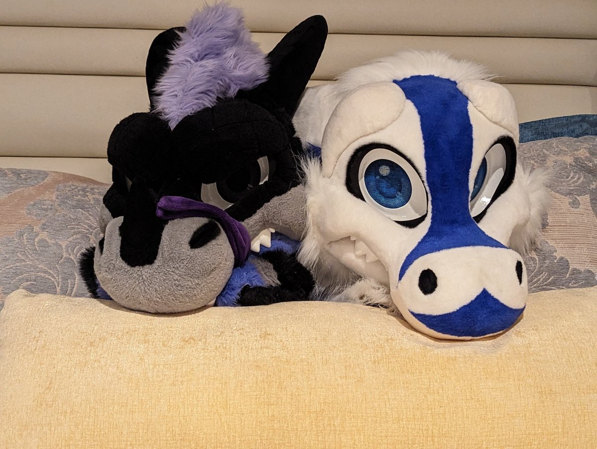Media Derg @ FC/PawCon 🏳️‍🌈 tweet media