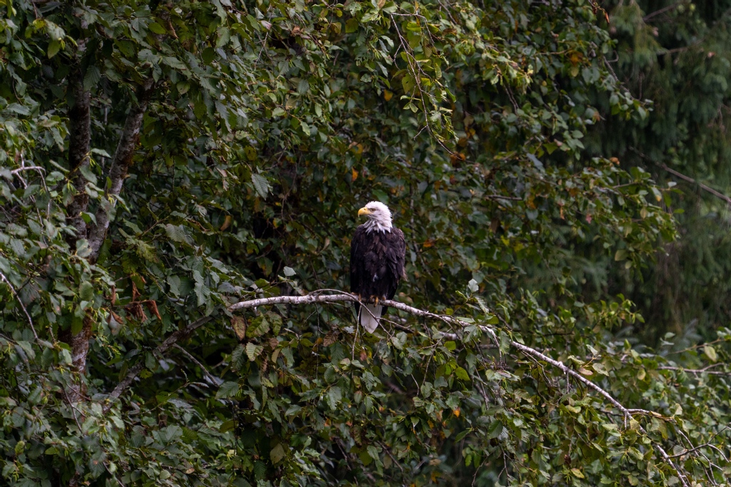 This bald eagle looks like it went for a not so wanted swim😂 poor little fella. #wildlife #wildlifeviewing #wildlifephotography #wildlifeplanet #wildanimals #natgeo #natgeowild #beautifuldestinations