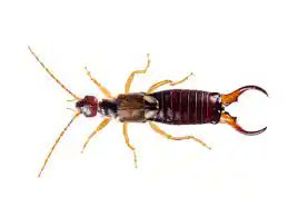 Earwig insect