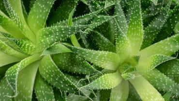 Designs for Health tweet media