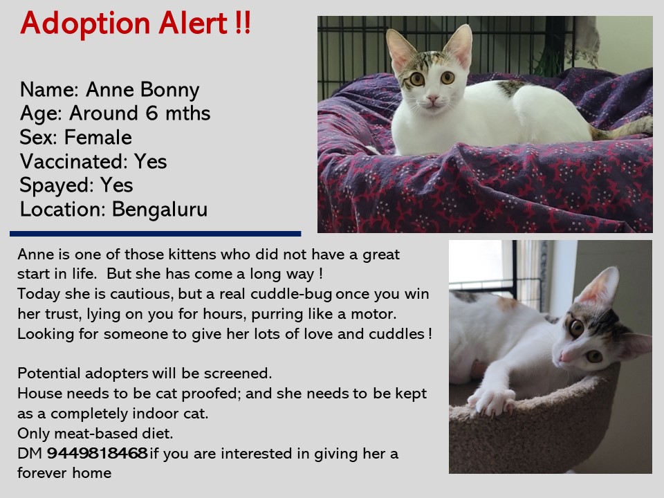 Adoption alert!! Please RT and help get Anne Bonny a forever home. #AdoptDontShop