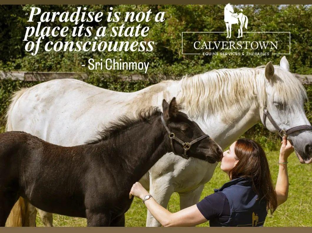 Who agrees? DM or visit my website to book a mindfulness session with our horses. #Mindfulness #equinetherapy #equineassistedtherapy #equineassistedmindfulnesstherapy #selfcare #Horses #mindfulnesstherapy