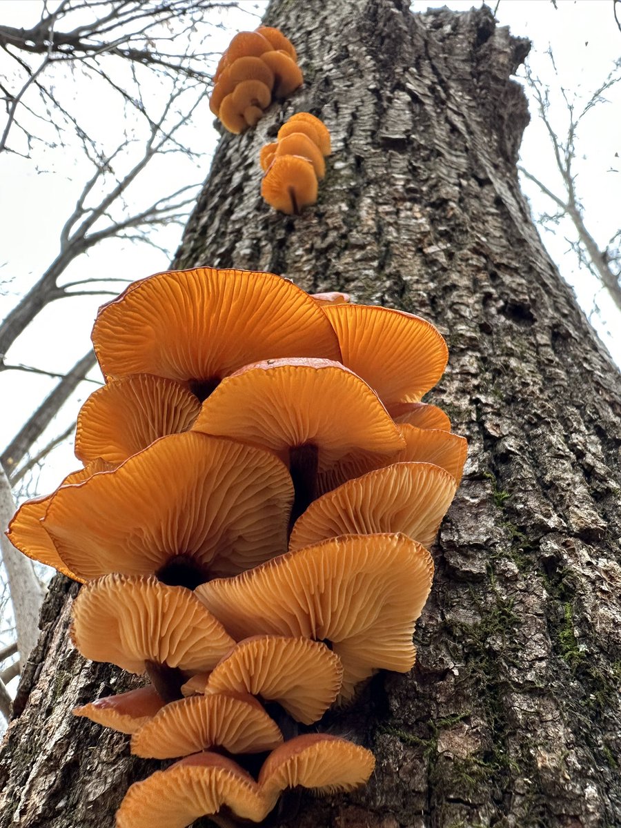 Enoki (Flammulina velutipes) presenting beautifully as we get our first whispers of snow in central Minnesota. This species loves the cold, and can even be found fruiting on warm days mid-winter!