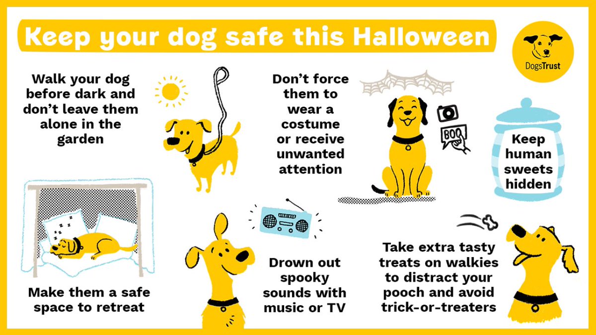 Halloween can be an extra scary time for dogs 👻 Keep your dog safe and happy this Halloween with these helpful tips from @DogsTrust 🐶