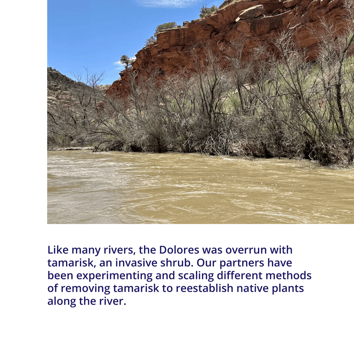 The Dolores River is one of the handful of rivers supported by the foundation’s Colorado River program that aids watershed-scale riparian habitat restoration.
