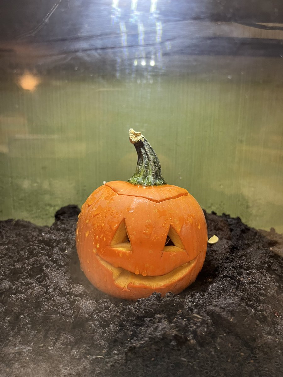 Summer Henry (@msmalcolm_s) on Twitter photo 📚 We read the book “Pumpkin Jack" as a class which inspired us to welcome our own little pumpkin buddy to observe its natural transformation! 👀 🎃 🍂 <a href="/StLeonardOCSB/">St. Leonard School</a> <a href="/OttCatholicSB/">Ottawa Catholic School Board</a> 📚 We read the book “Pumpkin Jack" as a class which inspired us to welcome our own little pumpkin buddy to observe its natural transformation! 👀 🎃 🍂 <a href="/StLeonardOCSB/">St. Leonard School</a> <a href="/OttCatholicSB/">Ottawa Catholic School Board</a>
