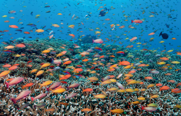 Ratifying the #HighSeasTreaty is key to achieving #SDG14, and requires concerted global action by at least 60 States to ensure the Treaty comes into force.

<a href="/HHardenDavies/">Harriet HardenDavies</a> provides an overview of the #BBNJ agreement and why it is crucial for our 🌎 : go.nature.com/3FuHRoe #ABNJ