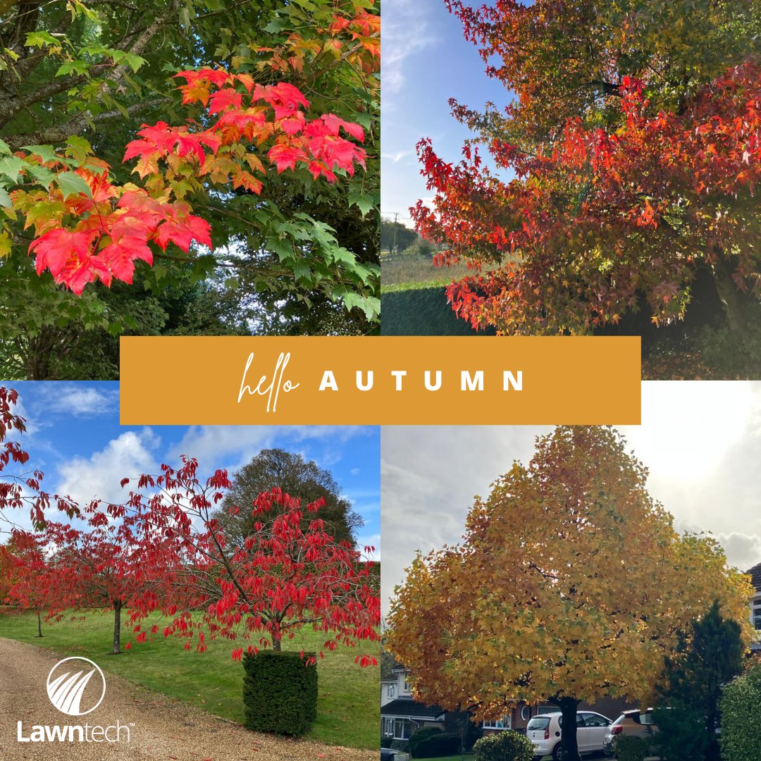 Our technician's have been receiving a
vibrant welcome to autumn with these beautiful array of colours whilst out and about! 🍂

#autumncolours #autumn #lawncaretechnician
#lawncarexpert #workingwithnature #autumnleaves
#autumntrees #autumnlawncare
#autumnlawntreatments