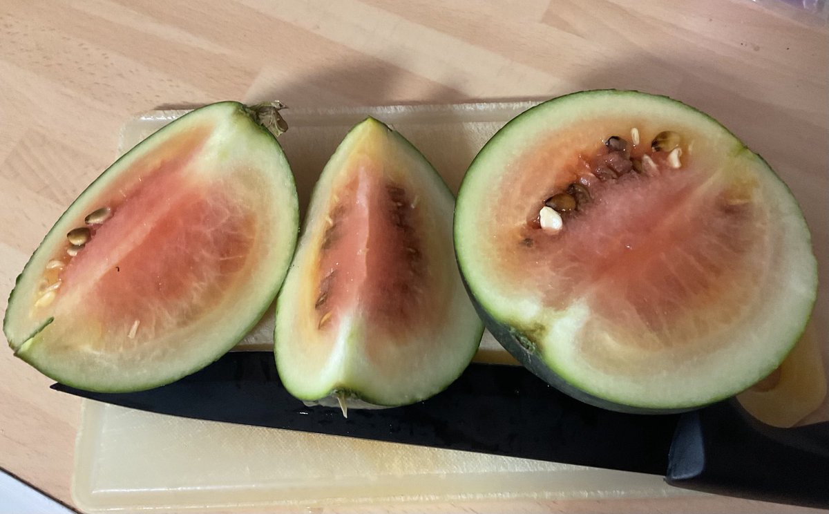1st time I have grown #watermelon it had a dry stalk but looks a bit unripe, I will save the seeds for another attempt