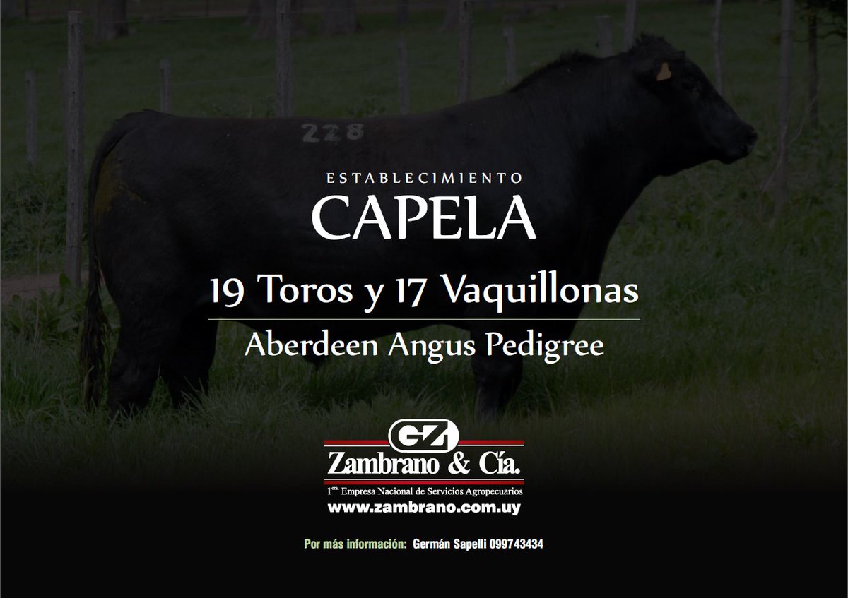 AHORA‼️ Venta Particular Online 
Angus de Establecimiento Capela 

19 Toros y 17 Vaquillonas PI 
Plazo12 cuotas 

Descuentos:
pago contado 5%
Valor Compra 10% cierre intermedio luego 8%
2% por ofertar primero el lote
Flete gratis
👉acortar.link/mcllSv 
📲099743434